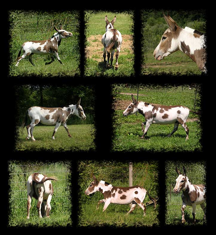 Critter Haven Farm Miniature Donkeys